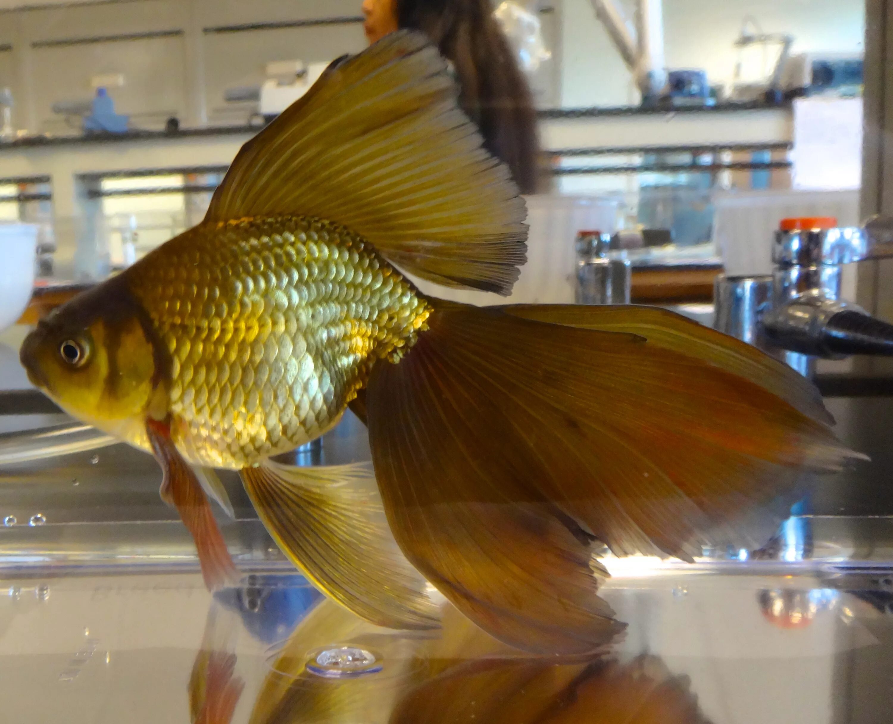 Рыбка золотого цвета. Золотая рыбка вуалехвост. Вуалехвост золотой. Оранда вуалехвост. Золотой карась вуалехвост.