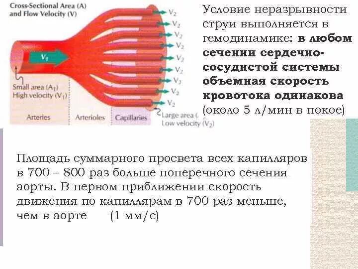 Суммарная площадь капилляров. Суммарная площадь капилляров