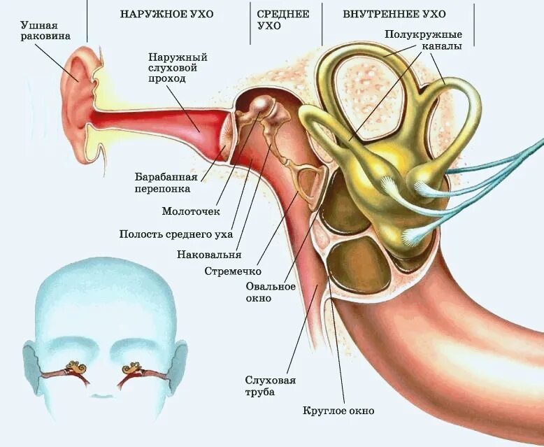Орган слуха и равновесия 8 класс. Органы слуха и равновесия их анализаторы. Анализаторы слуха и равновесия 8 класс биология. Строение органа слуха рисунок из учебника. Строение анализатора слуха и равновесия.