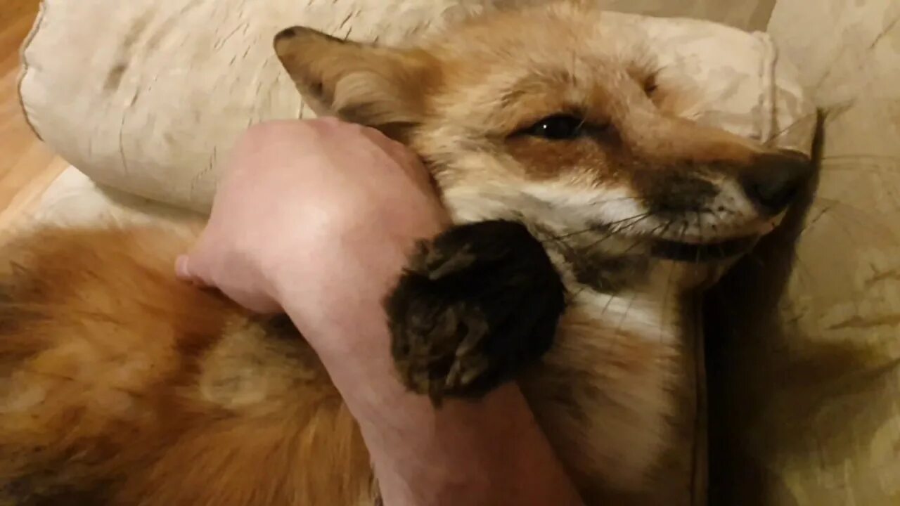 Алиса лиса чешите. Лиса алиса белгород. Лиса алиса арчи. Енот и лиса спят. Спящая лиса алиса.