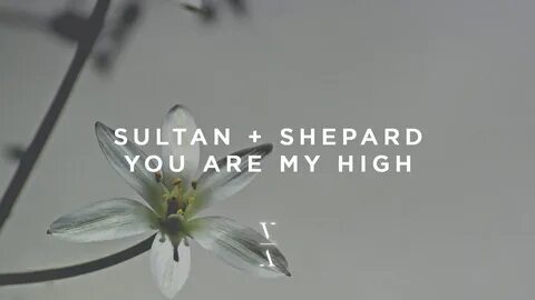 Sultan shepard