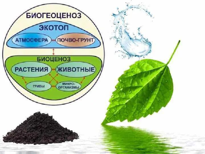 Выберите природный биоценоз. Экотоп и биотоп. Биогеоценоз. Экотоп и биоценоз. Экотоп экосистема.