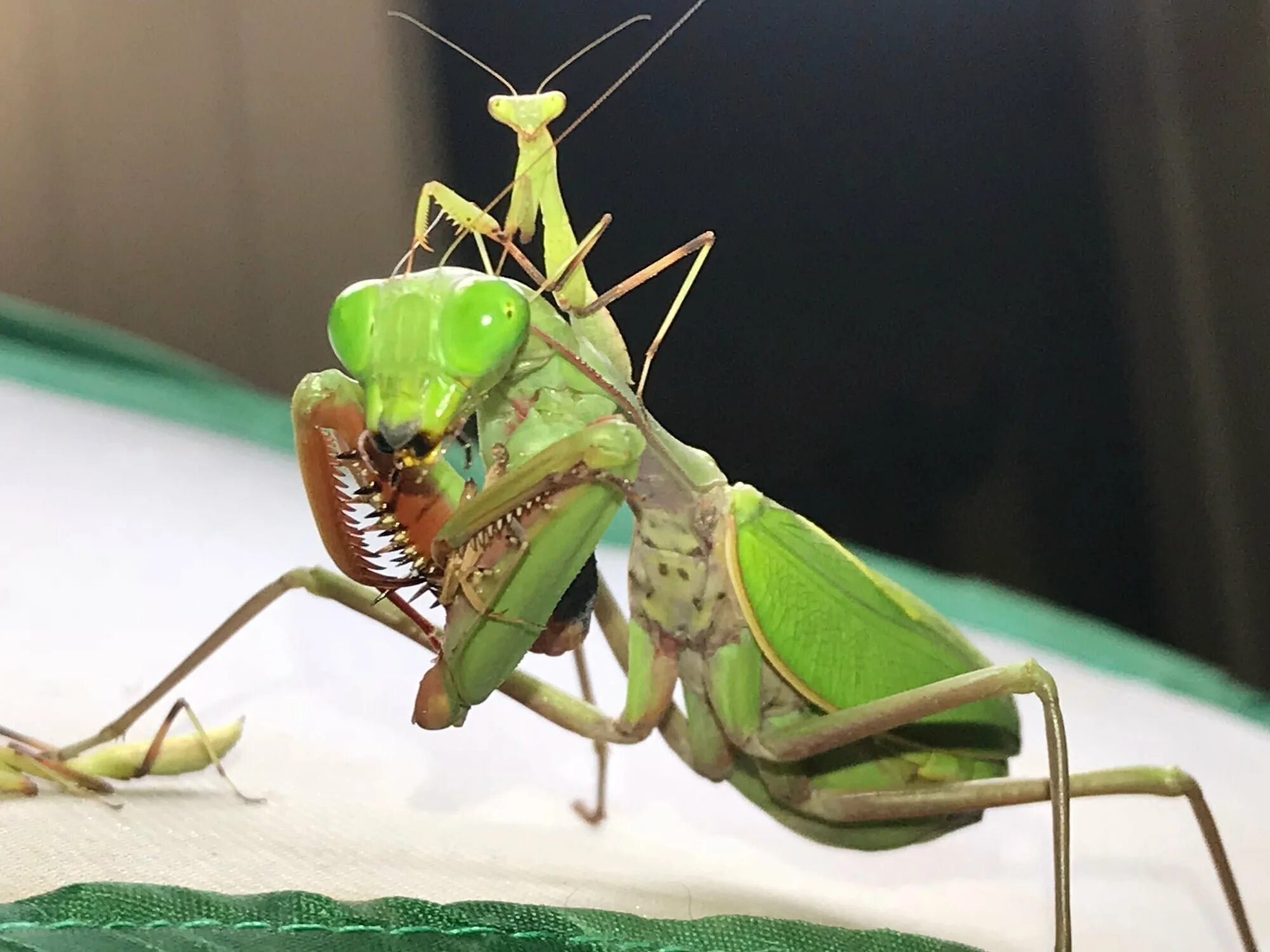 Ischnomantis Gigas богомол. Мантис богомол. Hierodula venosa богомол. Кокон богомола.