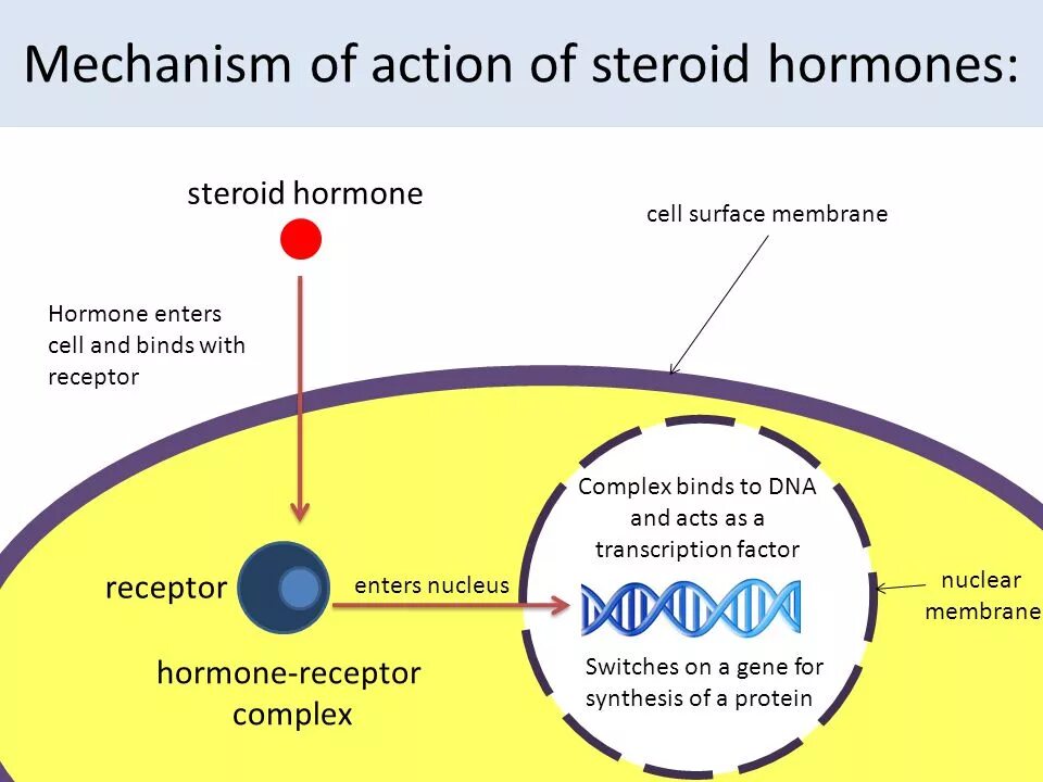 L action. The mechanism of action of hormones. the mechanism of action of steroid hormones. nucleus mechanisms of action of hormones. cell mechanisms of action of hormones.
