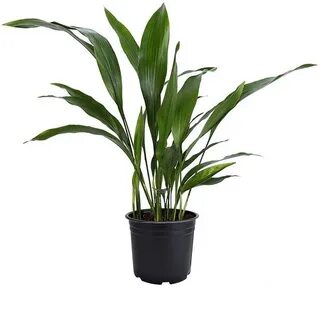 Iron plant
