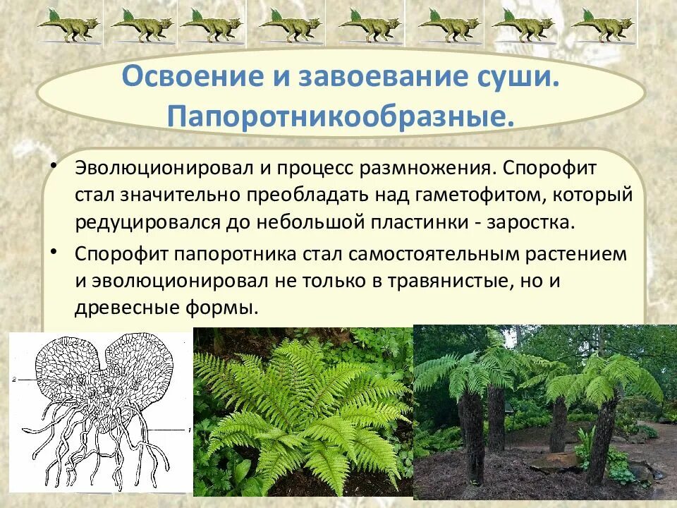 Какие особенности строения и физиологии папоротникообразных. Папоротникообразные Эра. Появление папоротникообразных. Представители папоротников. Ароморфозы папоротникообразных.