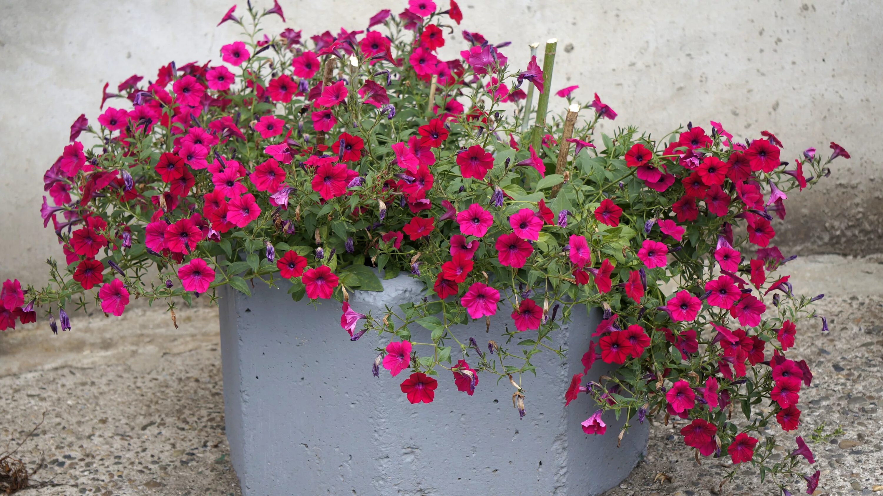 Петуния сюрпрайз кардинал. Тайфун хот. Сурфиния ампельная. Тайфун хот. Тайфун хот.