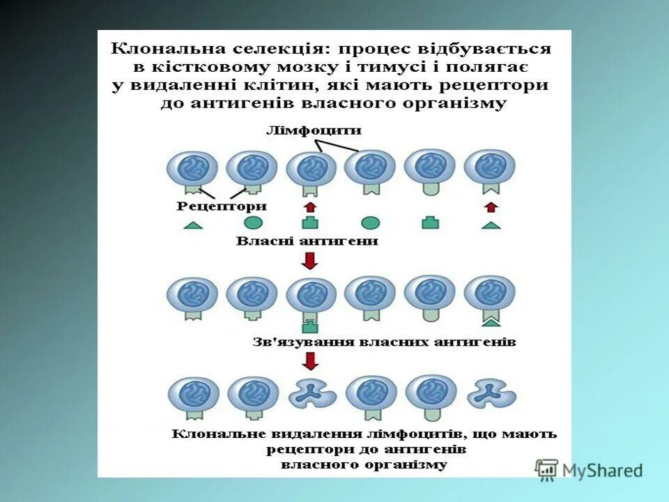 онтогенез иммунной системы человека