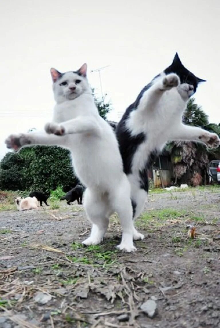 Где котики танцуют. Танцующие коты. Кошка танцует. Кошки веселятся. Прикольные кошечки.