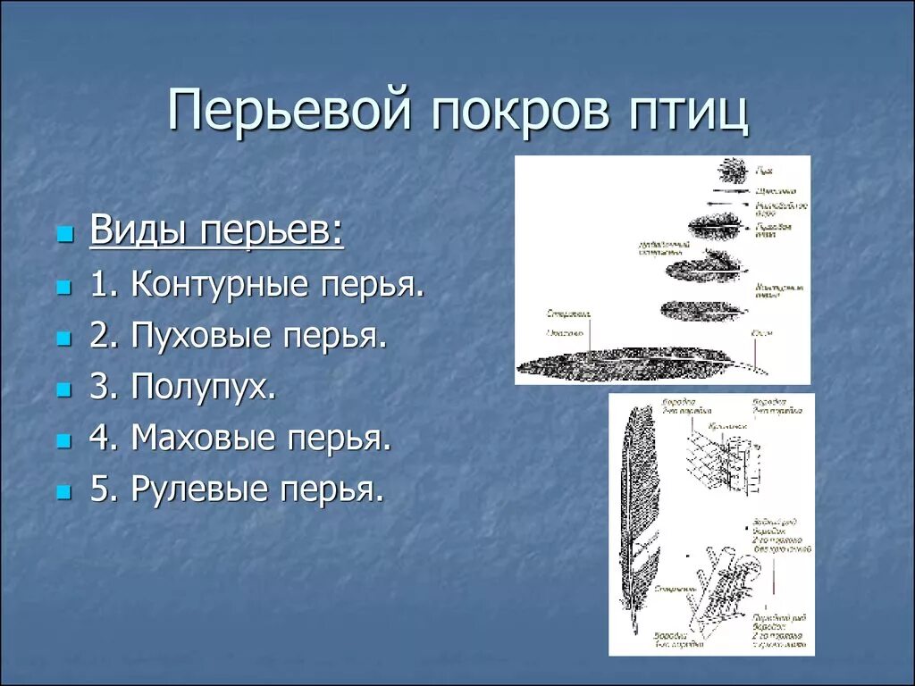 Покровы птиц кратко. Перьевой Покров птиц (виды перьев, строение пера). Покровы тела птиц. Перьевой Покров птиц. Строение перьевого Покрова птиц.