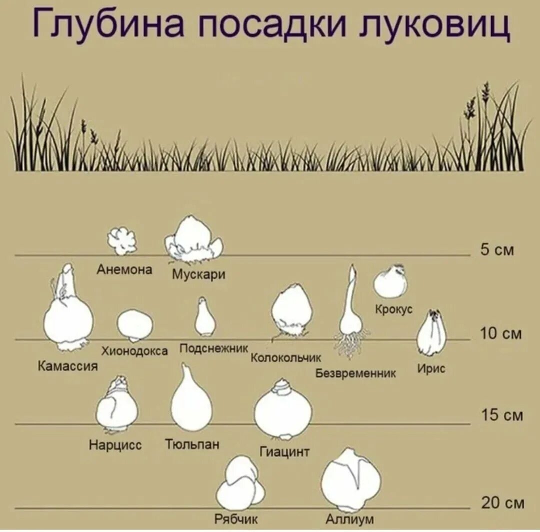 Сколько луковиц в каждом ряду. Глубина посадки луковичных цветов. Глубина посадки луковичных цветов таблица. Схема глубины посадки луковичных. Глубина посадки луковиц тюльпанов.