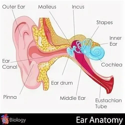 A man Ear illustration. Hear system