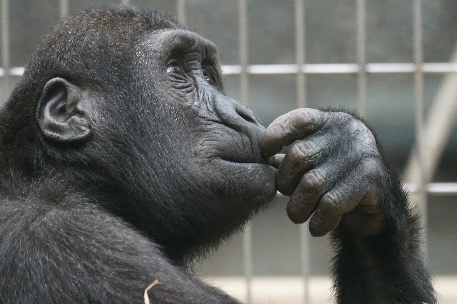 Большой мудрый зверь. Задумчивая обезьяна. Задумчивый шимпанзе. Обезьяна думает. Обезьяна задумалась.