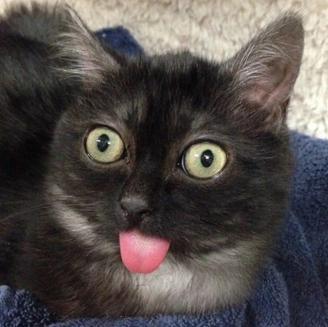 белый кот с высунутым языком. кошка прикусила язык. котенок с высунутым языком. кошка прикусила язык. котенок с высунытым языком.