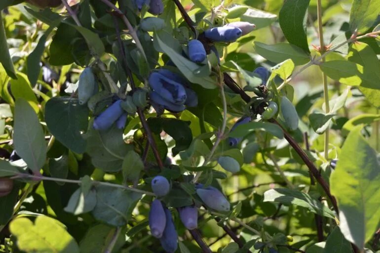 Жимолость где лучше. Жимолость. Жимолость куст. Жимолость съедобная Ленарола.