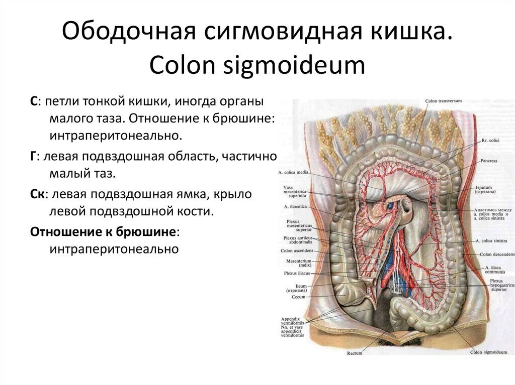 Брюшина толстой кишки. Сигмовидная ободочная синтопия. Голотопия сигмовидной ободочной кишки. Ободочная кишка анатомия внутреннее строение. Синтопия сигмовидной ободочной кишки.