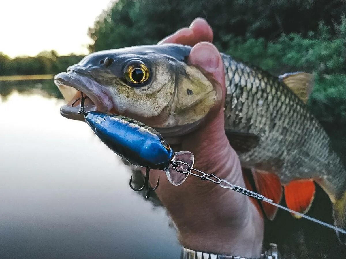 Ловля голиафа на спиннинг. Воблер для ловли голавля на спиннинг. Приманки на голавля и язя. Рыбалка на голавля. На что ловить голавля.