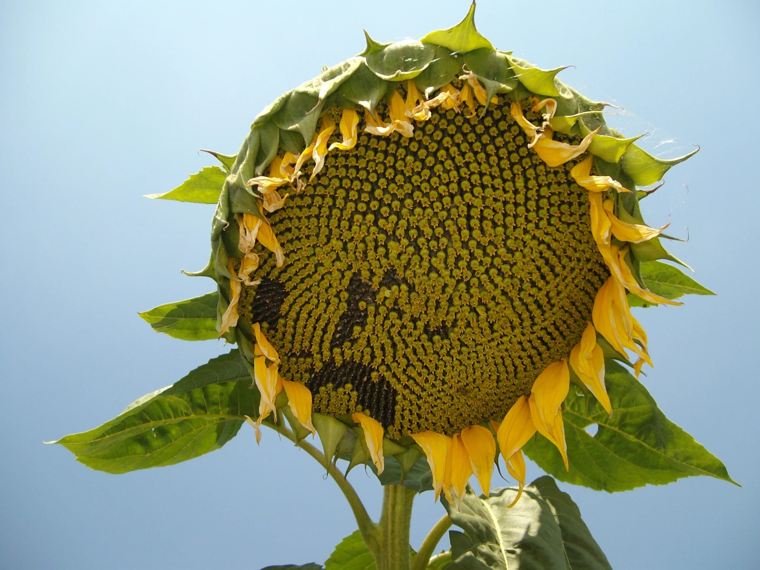 Подсолнух Кримсон. Семена подсолнечника (Sunflower Seeds. Подсолнечник сорт Римисол. Helianthus salicifolius. Продажа подсолнуха