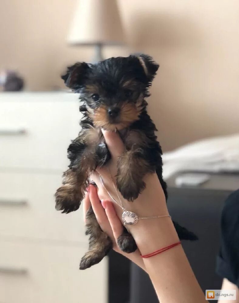 йоркширский терьер 1 месяц. йоркширский терьер щенок 3 месяца. йоркширский терьер размеры. мини йоркширский терьер 2 месяца. щенок йорка 2 месяца.