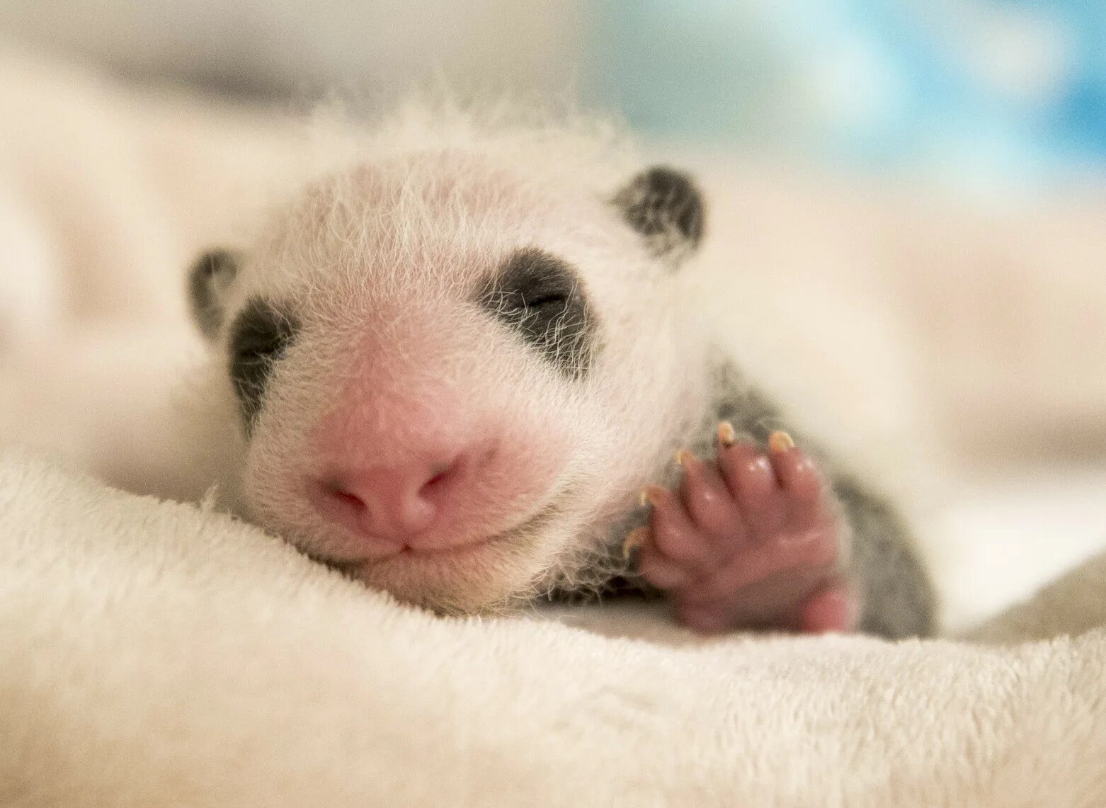 Родившийся детеныш панды. Панда с детёнышем. Новорожденный Панда. Новорожденные панды. Новорожденнныйлетеныш панды.