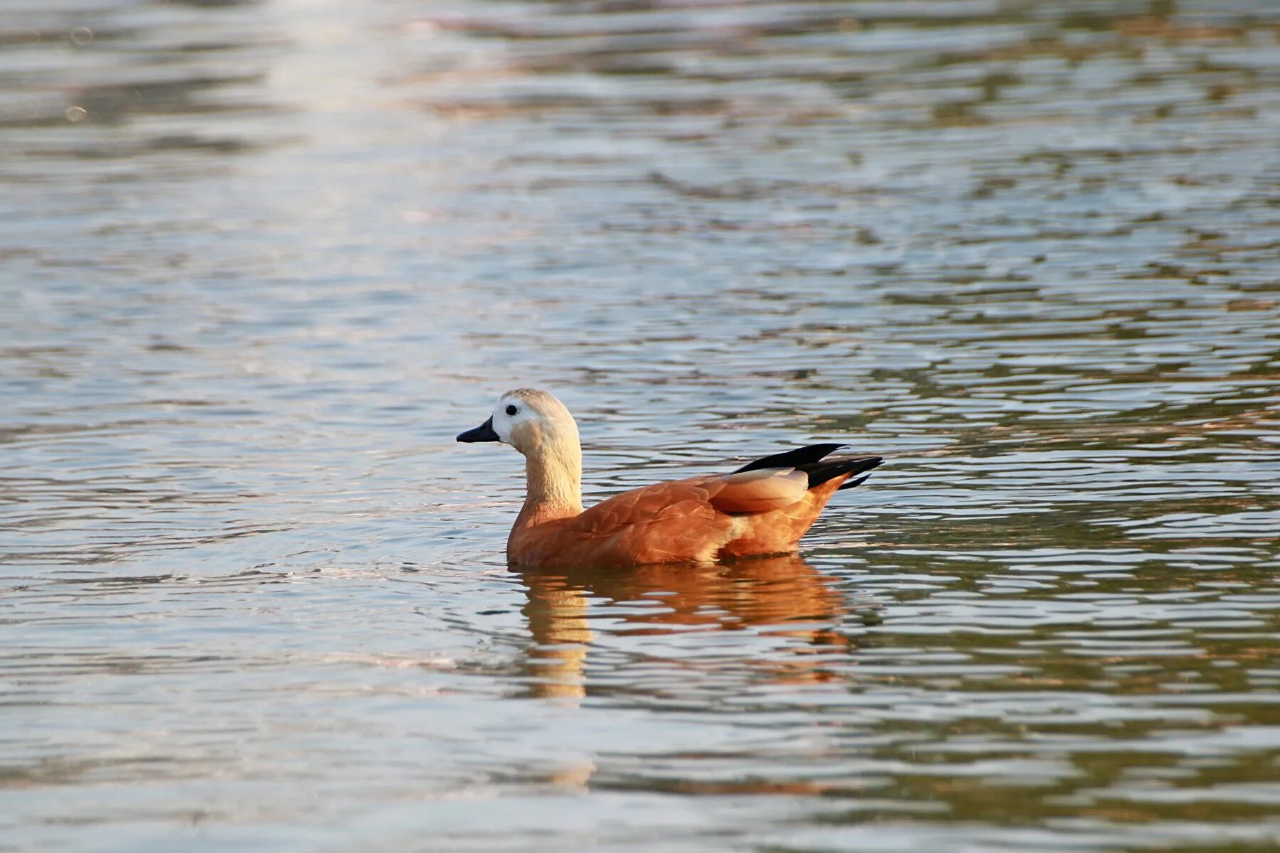 Good duck. Дикие утки Огарь. Огарь птица. Огарь утка. Коричневая утка Огарь.