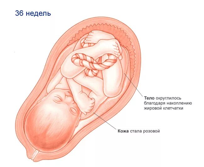 Кровь 36 недель. Расположение плода на 36 неделе беременности. Расположение плода в матке на 36 неделе беременности. Расположение плода в животе на 36 неделе беременности. Расположение плода на 37 неделе беременности.