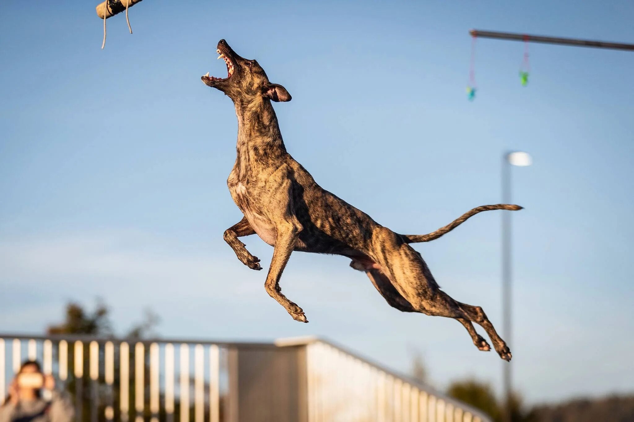 Уиппет собака. Малинуа фрисби. Малинуа в прыжке. Уиппет фрисби. My dog can jump