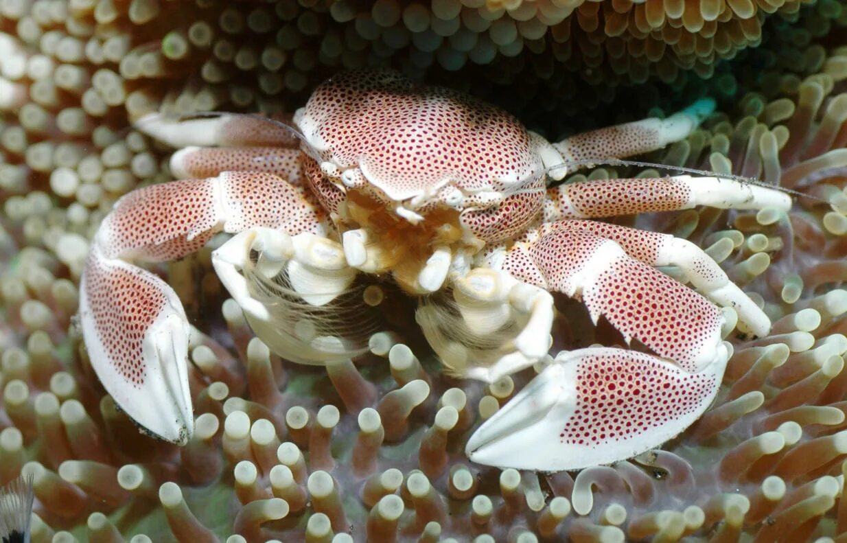 Краб анемоновый пятнистый. Краб фарфоровый анемоновый. Ракообразные Барьерный риф. Краб анемоновый аквариум. Рыба откладывающая икру в моллюске