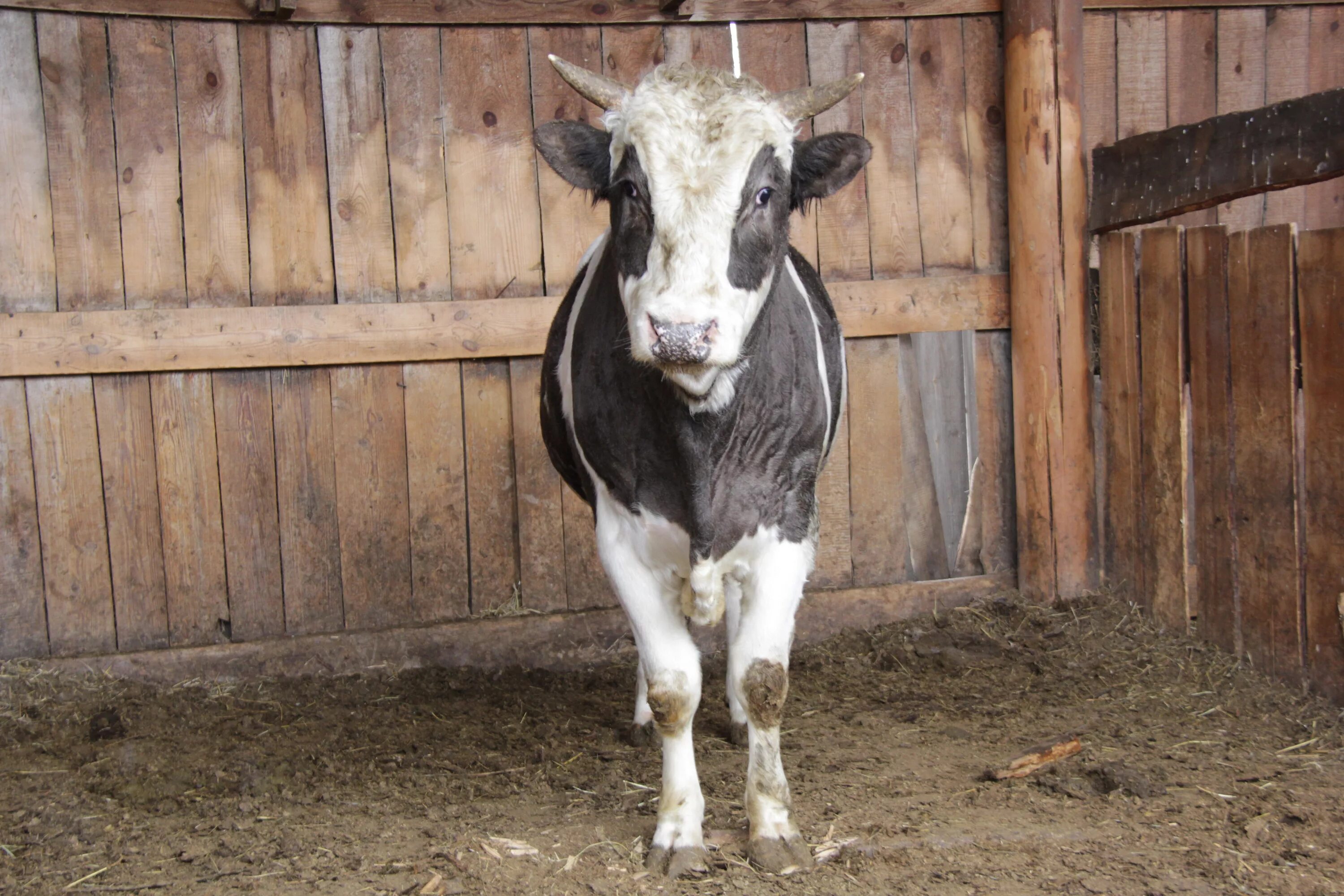 иркутский крс