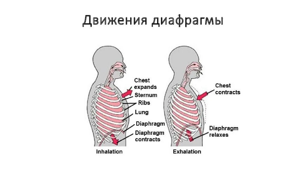 Выполняет функцию диафрагмы. Строение дыхательной диафрагмы. Дыхательная диафрагма анатомия. Строение грудобрюшной диафрагмы. Диафрагма анатомия функции.