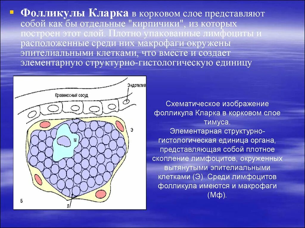 Фолликул Кларка. Фолликул Кларка тимус. Клетки Кларка. Фолликулы Кларка находятся. 17 фолликулам