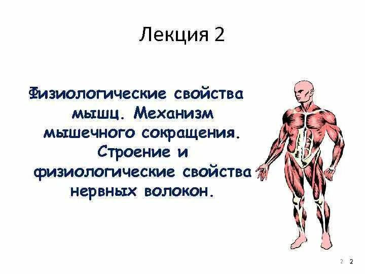 Свойства мышц. Основы мышечной физиологии. Свойства мышц человека. Физические и физиологические свойства мышц.типы мышечных сокращений.