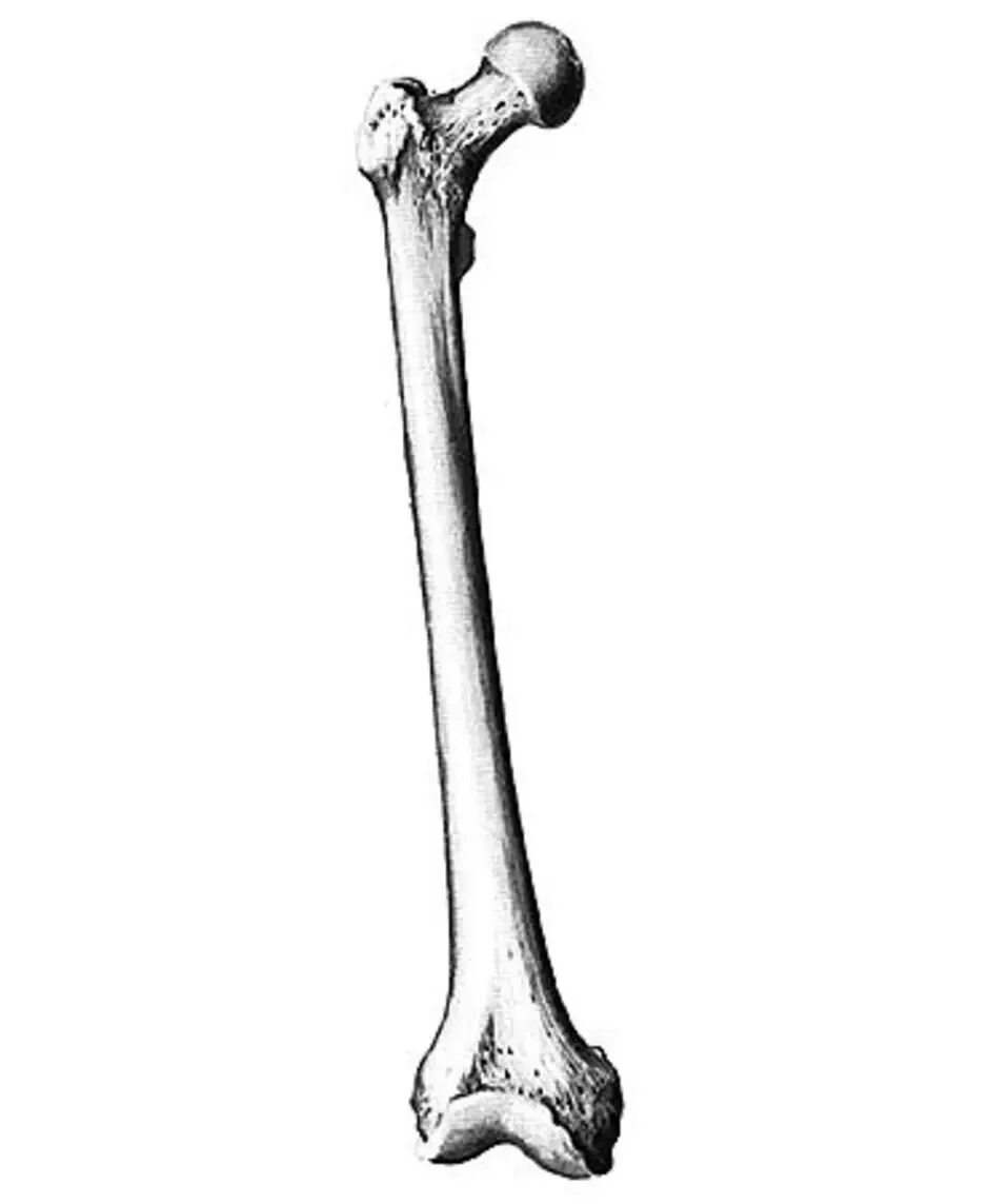 Бедренная кость анатомия Синельников. Бедренная кость анатомия рисунок. Бедренная кость анатомия строение. Трубчатая бедренная кость.