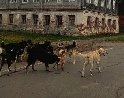 Новости бродячие собаки
