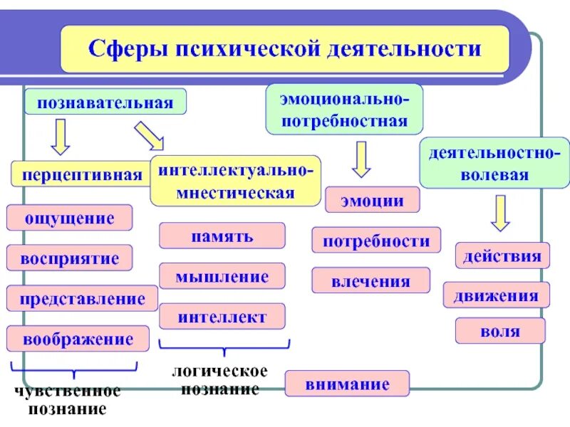 Ощущение восприятие воображение