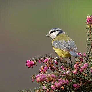 Звук природы и птиц