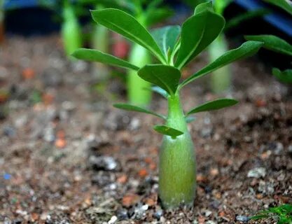 True plants