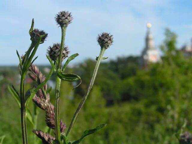 Крабграсс сорняк. Прополка растений. Сорняк сныть. Прополка огорода. Всходы сорняков фото и название.