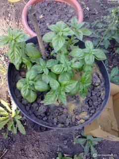 Можно ли базилик сажать рядом с огурцами
