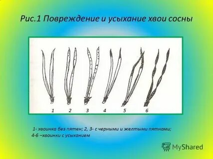 Продолжительность жизни хвои сосны