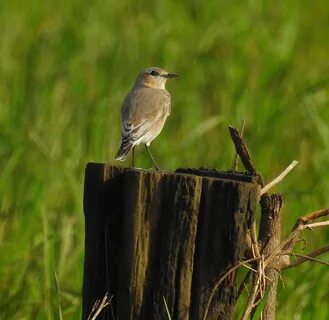 Desert wheatear kannur@kattampally birds - 3.jpg. 