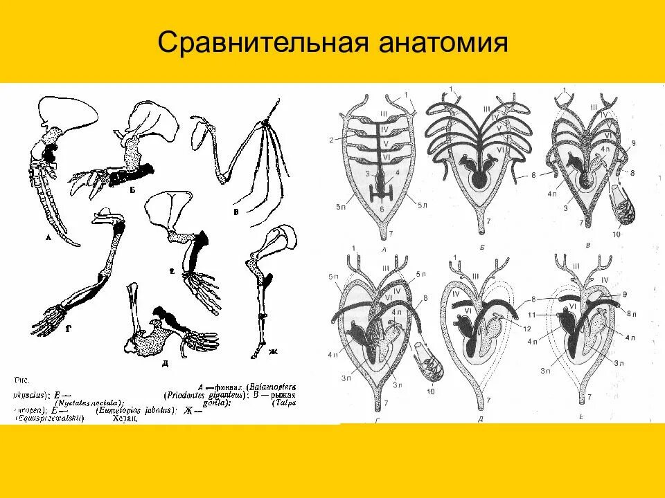Сравнительная анатомия наука. Сравнительная анатомия. сравнительная анатомия это в биологии. методы сравнительной анатомии. схемы сравнительной анатомии.
