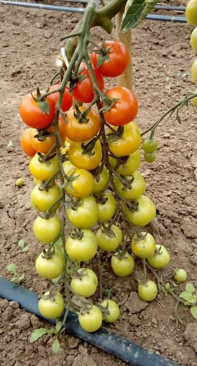 Урожайность томата семеновна. Томат Пуговка. Пуговка томат высота. Томат Пуговка в теплице. Сорт Пуговка томат.