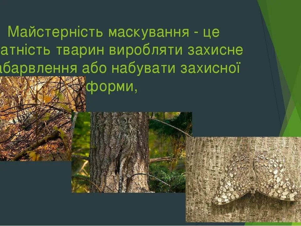 Маскировка проект. Маскировка животных в природе проект. майстерність маскування у тварин. маскировка животных в природе презентация. маскировка примеры.