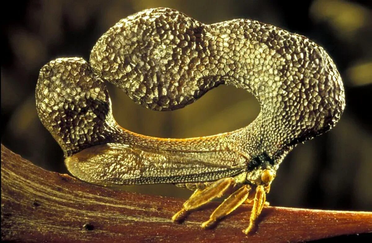 Бразильская горбатка. Жук Горбатка бразильская. Бразильская Горбатка (Bocydium globulare). Горбатка бразильская насекомое. Бразильская Горбатка (Bocydium globulare) размер.