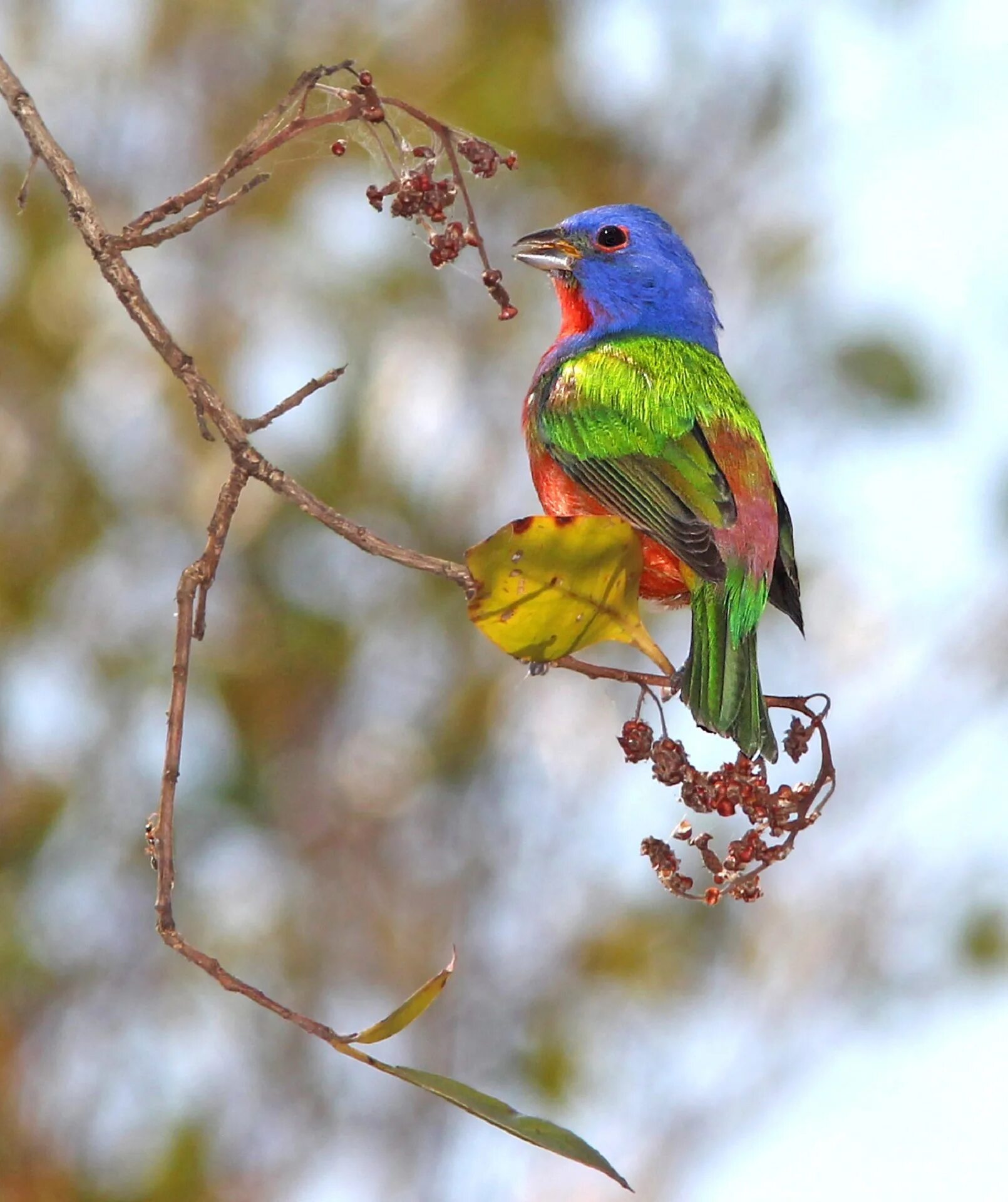 Весной пестрый. Painted Bunting птица. Яркие птицы. Разноцветные птицы. Яркие и красочные птицы.