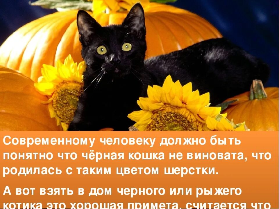 Приметы о черных кошках. Приметы и суеверия про кошек. Чёрные коты приносят счастье. Черный кот примета. Черный кот стихи
