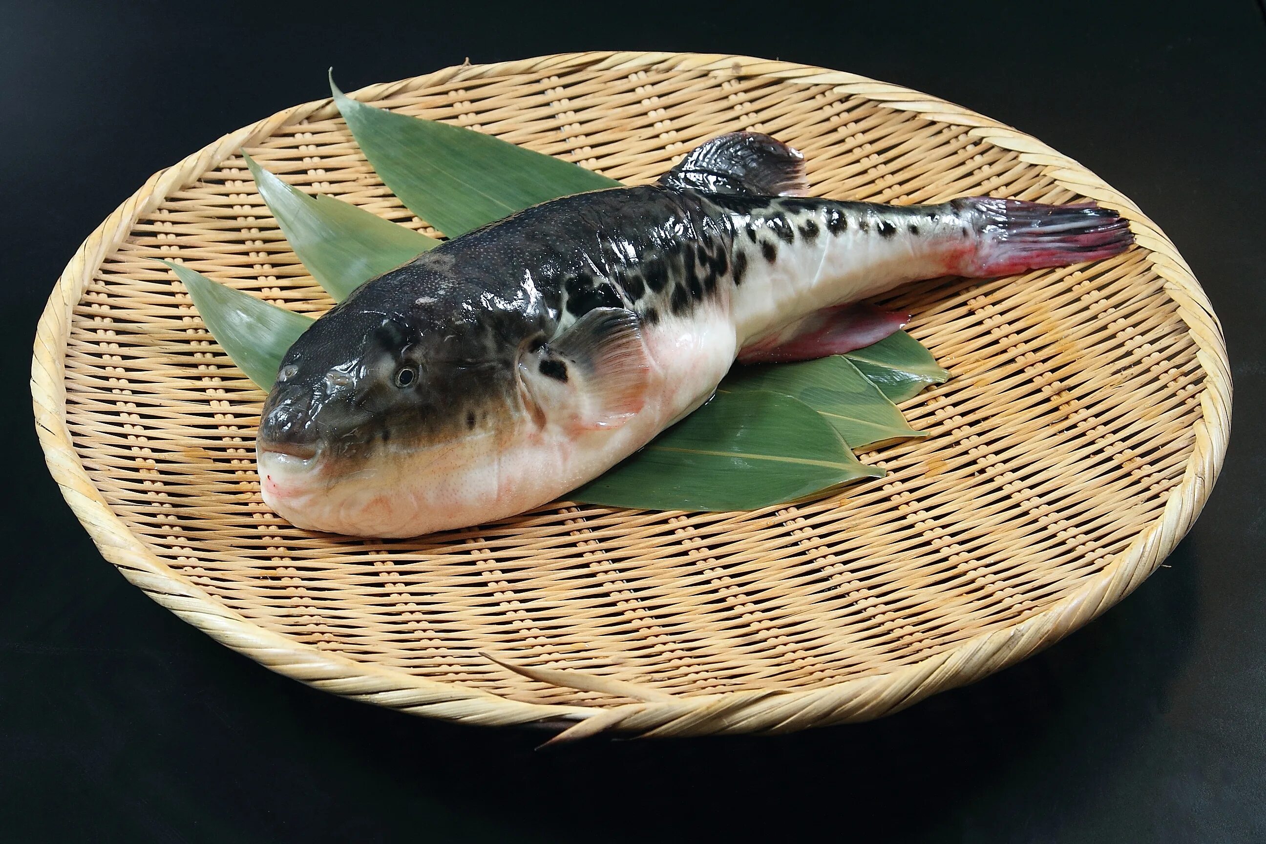 Невкусная рыба. Рыба фугу. Японская кухня фугу. Японская рыба фугу. Ядовитая рыба фугу.