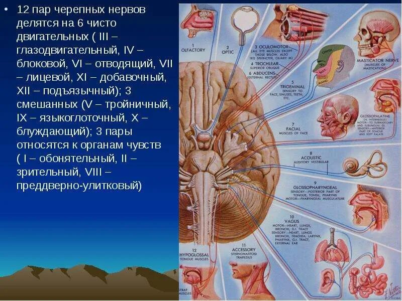 Головной мозг 12 пар черепно мозговых нервов. 12 Пар черепно мозговых нервов анатомия. Черепно мозговые нервы чувствительные двигательные. 12 Пар черепно мозговых нервов на латыни.