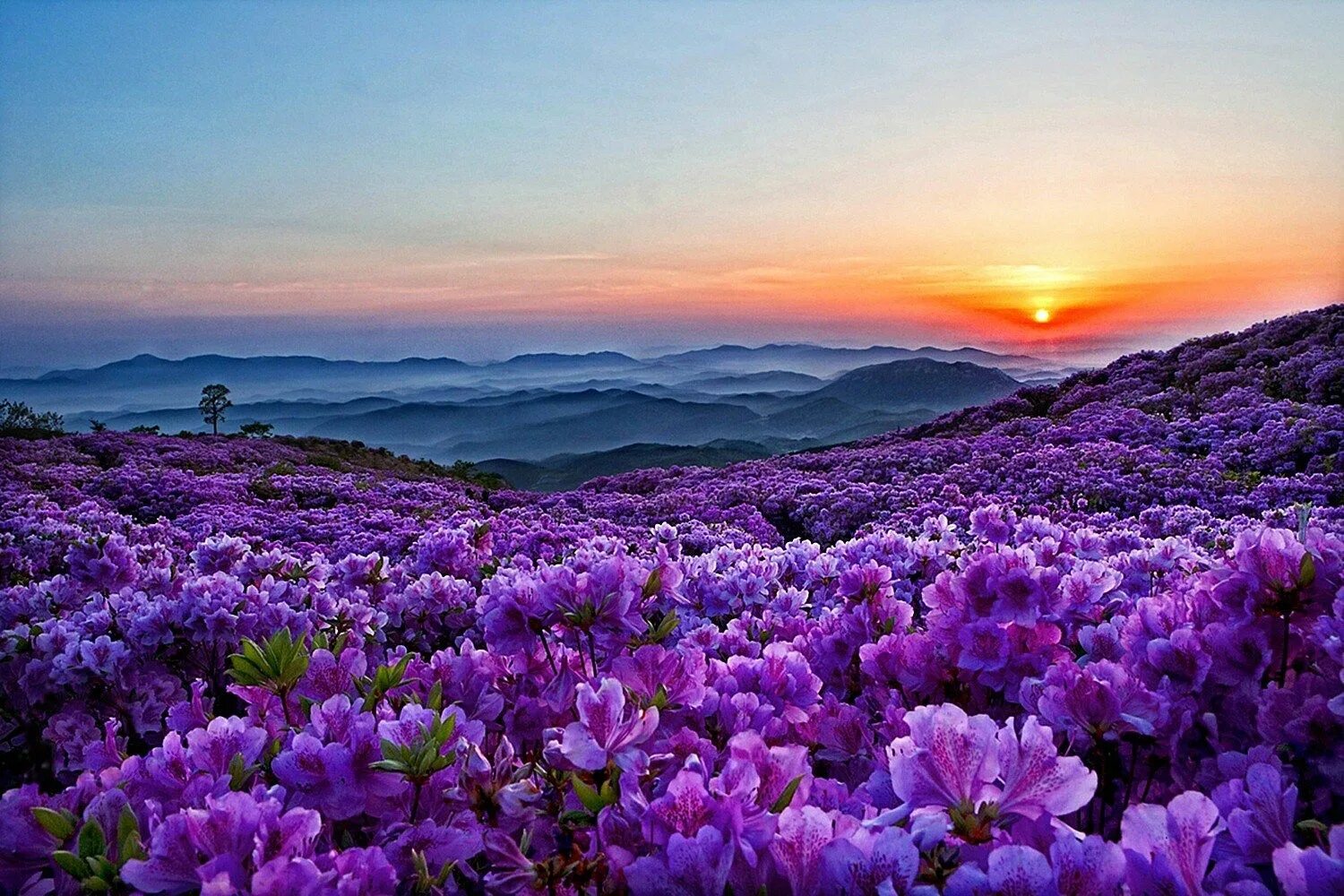 Nature is beauty. Фиолетовые цветы. Сиреневые цветы. Фиолетовая природа. Пейзаж цветы.